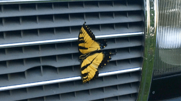 my mormon ex-husband's sex scandal saved me featured image - broken butterfly against a car grate by Ella Boleynn